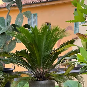 The Jasmine Terrace Retreat Bolonia